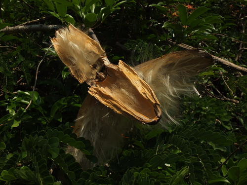 Strophanthus wightianus, photograph 6