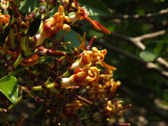 Strophanthus wightianus