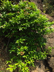 Strophanthus wightianus