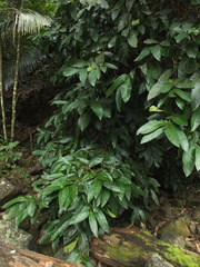Syzygium mundagam