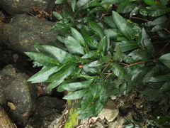 Syzygium mundagam