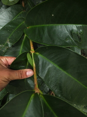 Syzygium mundagam