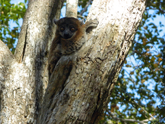 Lepilemur hubbardorum
