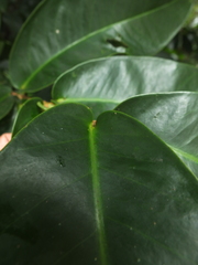 Syzygium mundagam
