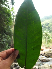 Syzygium mundagam
