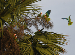 Amazona leucocephala
