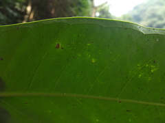 Syzygium mundagam