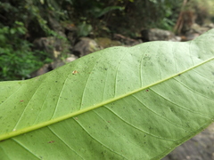Syzygium mundagam
