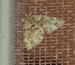 Hammaptera parinotata