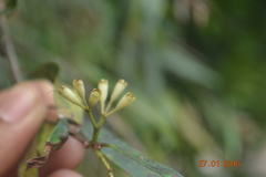 Syzygium zeylanicum