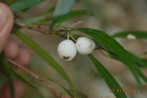 Image of Syzygium zeylanicum by (c) Siddarth Machado, some rights reserved (CC BY)