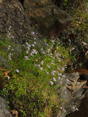 Utricularia graminifolia
