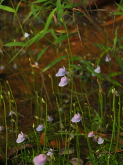 Utricularia graminifolia