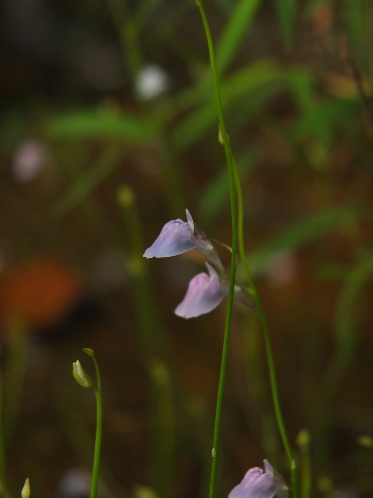 Utricularia graminifolia Vahl 4
