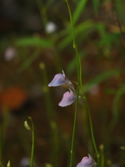 Utricularia graminifolia