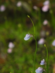 Utricularia graminifolia