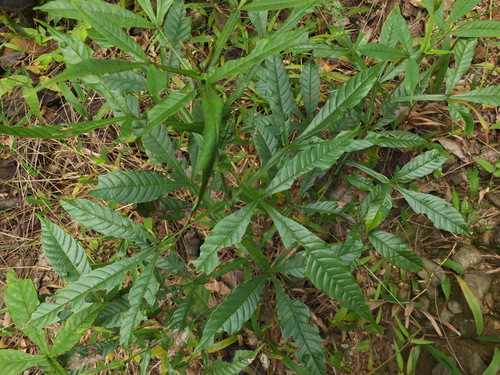 Vitex altissima (Vitex altissima)