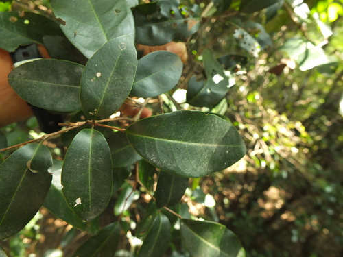 Genus Walsura · iNaturalist