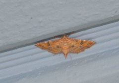 Ommatospila narcaeusalis
