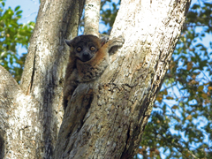 Lepilemur hubbardorum