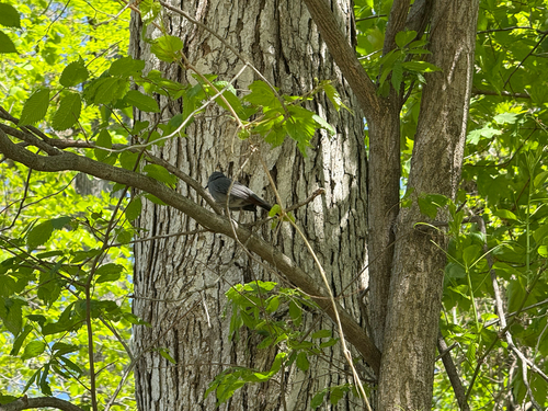 Gray Catbird photographed in Iowa