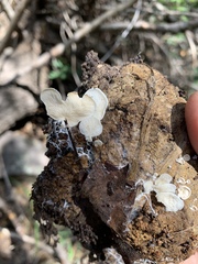 Entoloma parasiticum
