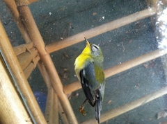 Setophaga americana
