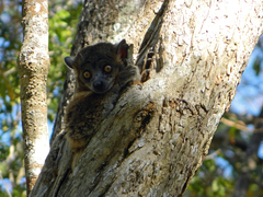Lepilemur hubbardorum