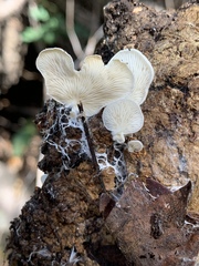Entoloma parasiticum