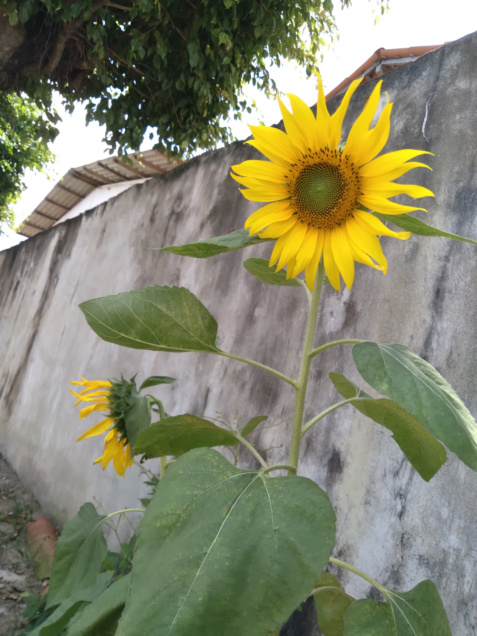 Helianthus annuus