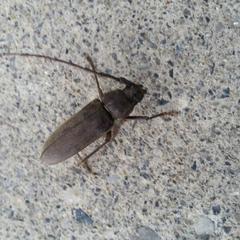 Enaphalodes hispicornis