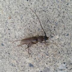 Enaphalodes hispicornis