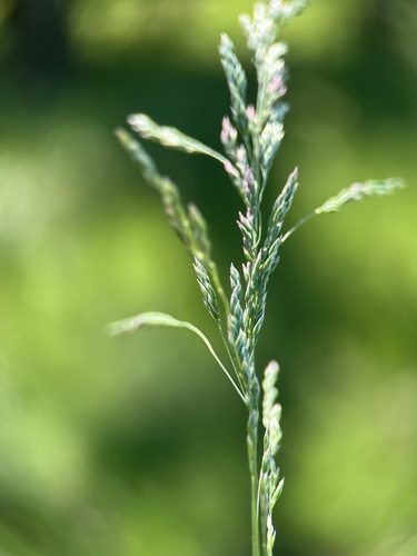 Poa humilis observed 2025-05-10