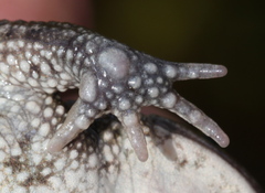 Inyanga Toad photo 4
