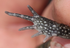 Inyanga Toad photo 5