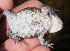 Inyanga Toad photo 3