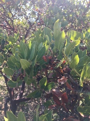 Arctostaphylos crustacea