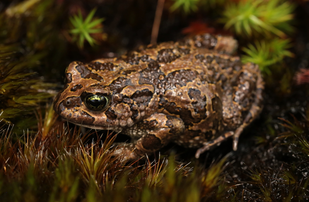 Inyanga Toad