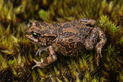 Inyanga Toad photo 2