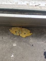 Periclina apricaria