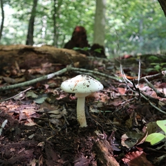 Amanita aestivalis