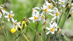 Leucocoryne coronata