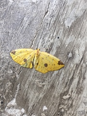 Periclina apricaria