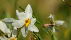 Leucocoryne coronata