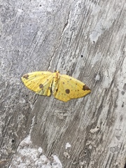 Periclina apricaria