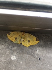 Periclina apricaria