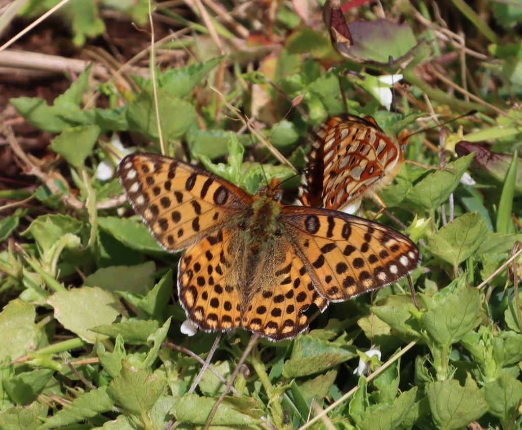 Issoria smaragdifera