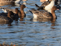Anser brachyrhynchus