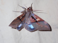 Ischyja