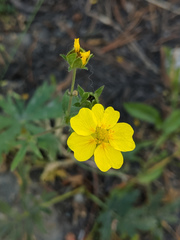 Potentilla glaucophylla